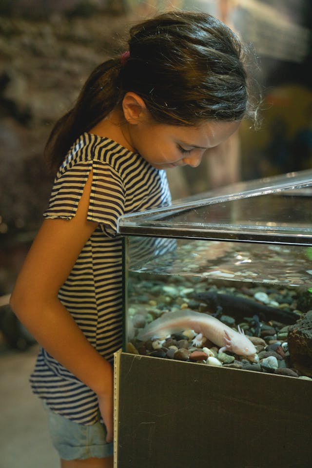 How to Take Care of an Axolotl for Beginners