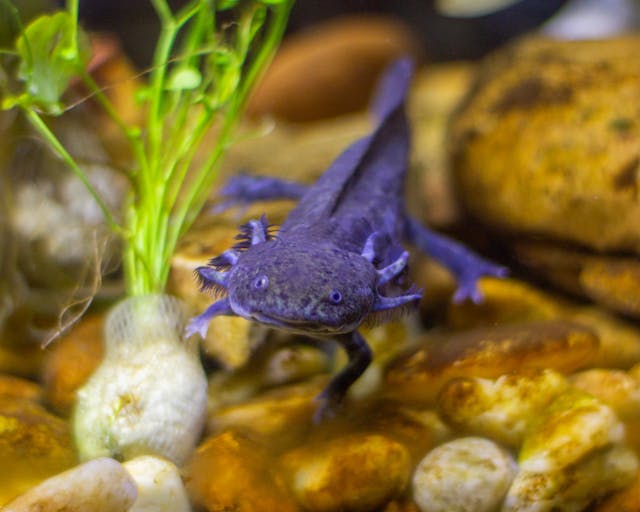 How to Take Care of an Axolotl for Beginners